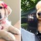 🤣🐶 Funny And Cute Golden Puppies Videos Compilation! | Cute Puppies