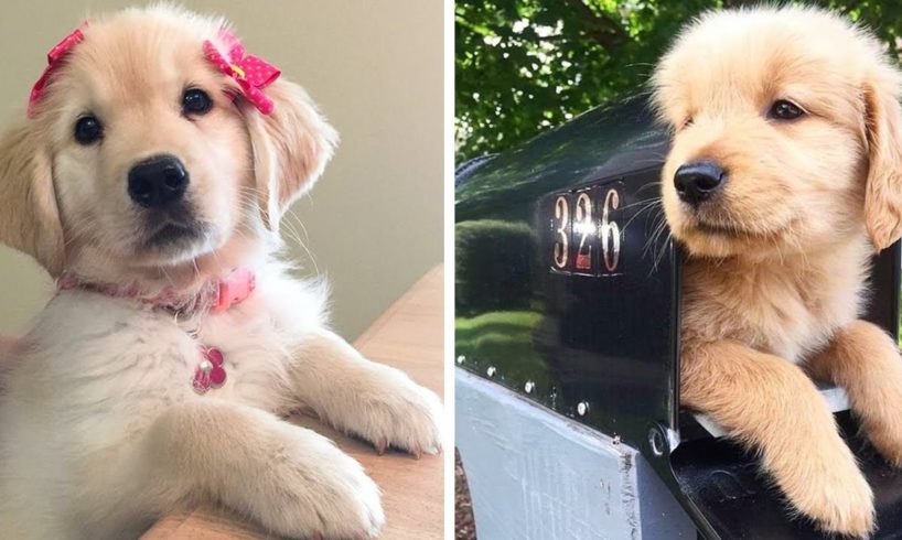🤣🐶 Funny And Cute Golden Puppies Videos Compilation! | Cute Puppies