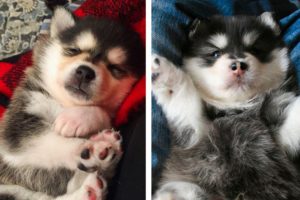 🐶 Funny And Cute Husky Puppies Videos Compilation! | Cutest Puppies