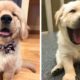 Funny and Cute Golden Retriever Puppy Moments Compilation| Cute Puppies