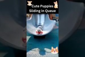 🧡🐹Funny and Cute Puppies_2022|🧡🐹Funny animal video 2022|🧡🐹Cute Puppies Sliding in a Queue |🧡🐹#shorts