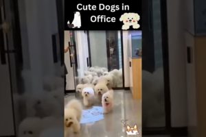 🧡🐹Funny and Cute Puppies__2022|🧡🐹 Funny animal video 2022|🧡🐹So Many Cute Dogs in Office |🧡🐹#shorts