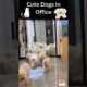 🧡🐹Funny and Cute Puppies__2022|🧡🐹 Funny animal video 2022|🧡🐹So Many Cute Dogs in Office |🧡🐹#shorts