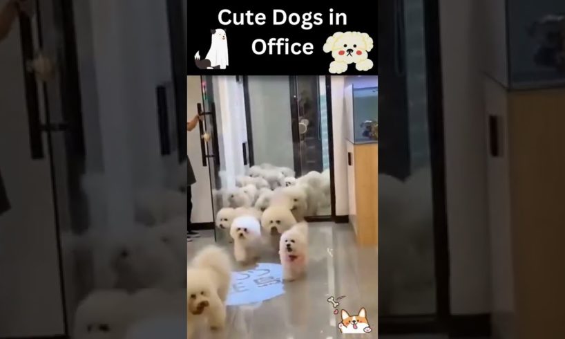 🧡🐹Funny and Cute Puppies__2022|🧡🐹 Funny animal video 2022|🧡🐹So Many Cute Dogs in Office |🧡🐹#shorts