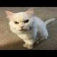 Funny animals - Funny cats / dogs - Funny animal videos / Best videos of September 2022