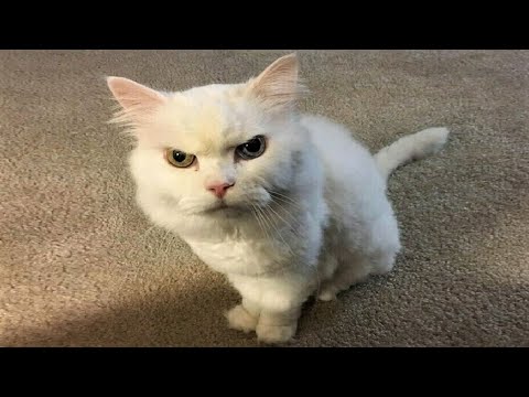 Funny animals - Funny cats / dogs - Funny animal videos / Best videos of September 2022