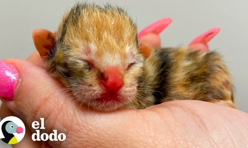 Gatita Tan Pequeña Como Un Ratón De Computadora Ayuda A Esta Mujer A Recuperarse | El Dodo