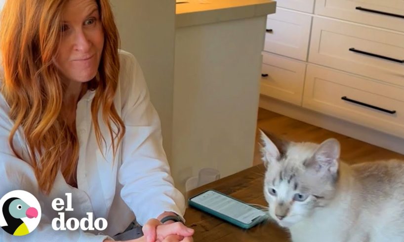 Gatito bizco toma la casa de su abuela por sorpresa | Cat Crazy | El Dodo