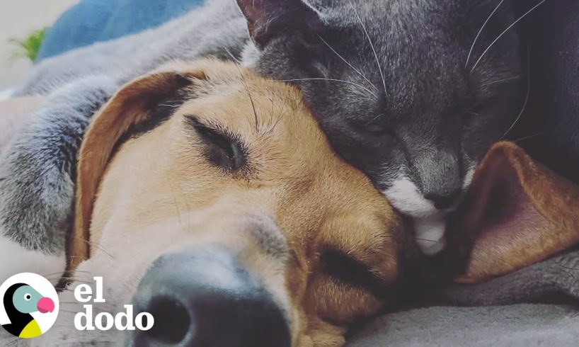 Gato sale a caminar con su perro de la manera más tierna | El Dodo