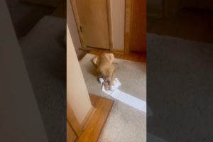 Golden Retriever Puppy Plays with Toilet Paper!