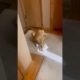 Golden Retriever Puppy Plays with Toilet Paper!