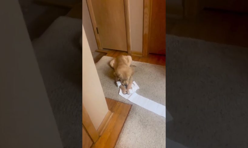 Golden Retriever Puppy Plays with Toilet Paper!