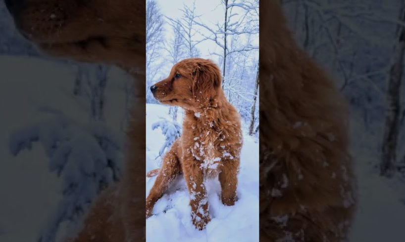 Goldendoodles ❤️ cutest puppies ever 😍