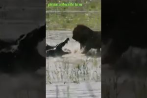 Great fight between Lion vs Crocodile | wildlife animals | #shorts