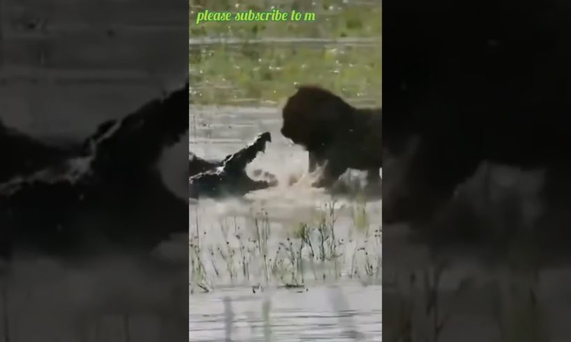 Great fight between Lion vs Crocodile | wildlife animals | #shorts