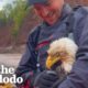 Guy Saves Bald Eagle From Drowning In River | The Dodo Faith = Restored