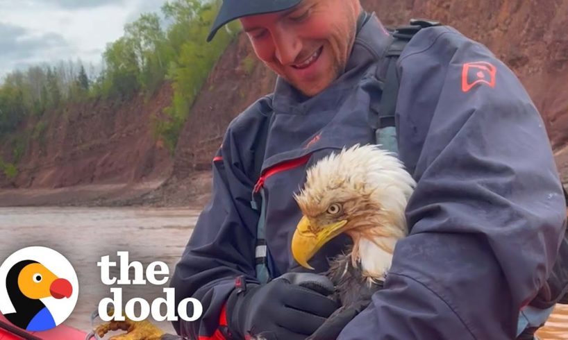 Guy Saves Bald Eagle From Drowning In River | The Dodo Faith = Restored