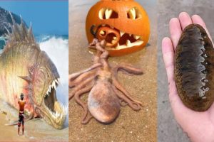 Halloween We hunt Sea Animals, Sea Monsters...