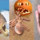 Halloween We hunt Sea Animals, Sea Monsters...