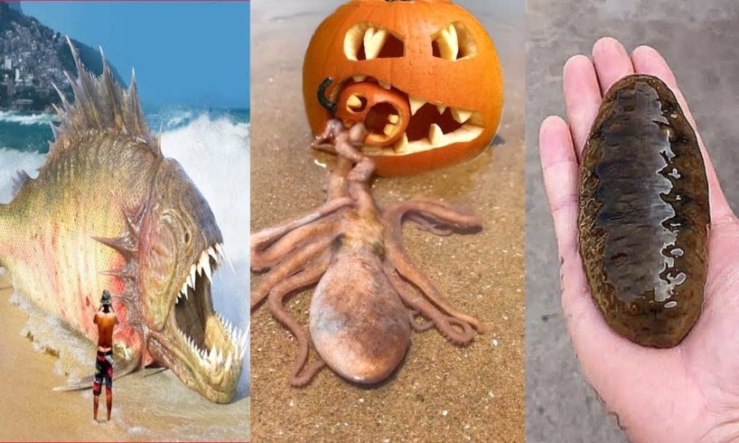 Halloween We hunt Sea Animals, Sea Monsters...