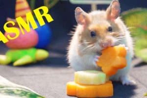 Hamster Eating Carrot ASMR | Animals Cute Hamster