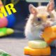 Hamster Eating Carrot ASMR | Animals Cute Hamster