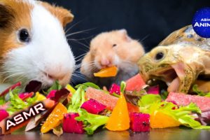 Hamster Guinea Pig Tortoise 🐢 ASMR MUKBANG EATING FOOD