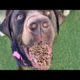 Helpless Puppy RESCUED Right on Time ! ! Animal Rescue Video 2022