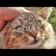 Helpless Stray Cat Realized I Was Giving Her Food And Was Very Happy (Animal Rescue)