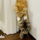 Hermanos gatos corren entre sí hacia sus tazones de comida | Cat Crazy | El Dodo
