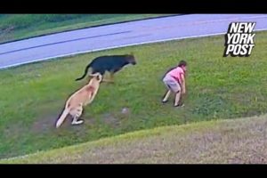 Hero German shepherd saves 6-year-old boy from attack by neighbor’s dog | New York Post