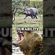 😱HiPpO vS GriZzLy😱.If you like animal fights subscribe and like❤️