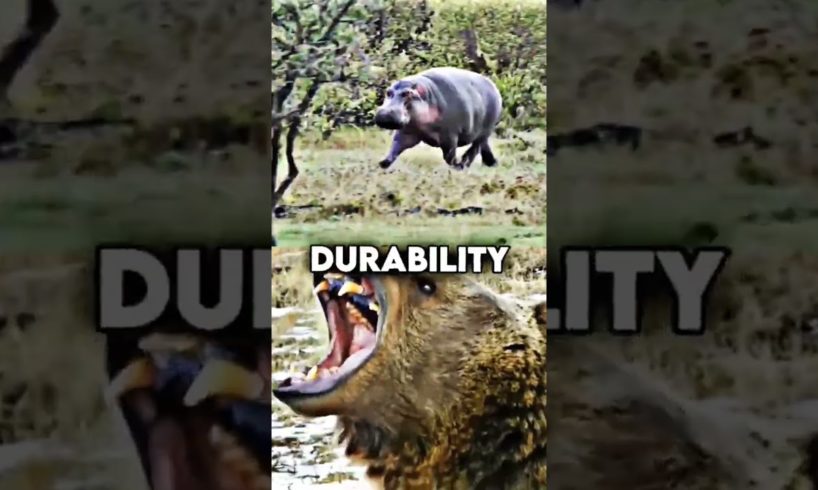 😱HiPpO vS GriZzLy😱.If you like animal fights subscribe and like❤️