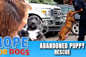 Hope For Paws Rescue Abandoned Puppies & Mama From Street