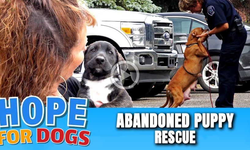 Hope For Paws Rescue Abandoned Puppies & Mama From Street