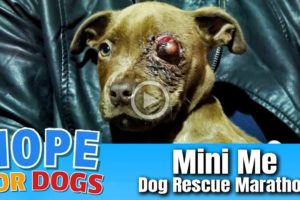 Hope Saves One Eyed Puppy - Stray Paws Dog Rescue Marathon