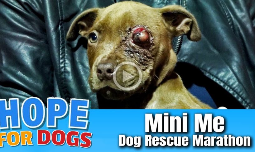 Hope Saves One Eyed Puppy - Stray Paws Dog Rescue Marathon