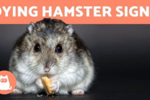 How to Know If Your HAMSTER is DYING 🐹 (5 Symptoms)