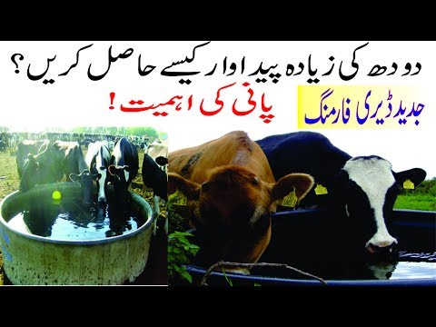 How to increase milk production of dairy animals by offering more water