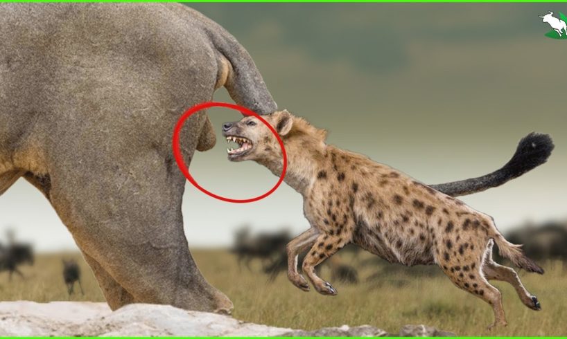 Hungry Hyenas Have No Mercy | Animal Fights Till Last Breathe