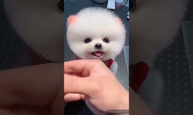 I found cutest puppy on YouTube| #short #youtubeshort #shortsfeed