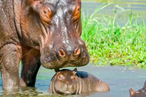 Incredible Animal Parents | BBC Earth