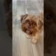 It’s me | shorkie dog | top cute puppies | cutest pets | best dogs videos | funniest dogs cats viral