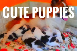 Jaanu's Cutest Puppies || 12 Days Puppies || Culturepom Puppies || #pomeranian #petlover #cutepuppy