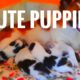 Jaanu's Cutest Puppies || 12 Days Puppies || Culturepom Puppies || #pomeranian #petlover #cutepuppy