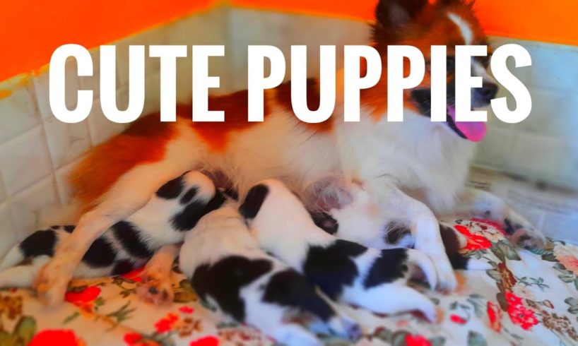 Jaanu's Cutest Puppies || 12 Days Puppies || Culturepom Puppies || #pomeranian #petlover #cutepuppy