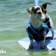 Jack Russell Terrier está obsesionado con su piscina | El Dodo