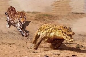 Jaguar VS Crocodile & Amazing Animal Fights   Wild Animals Documentary 2018