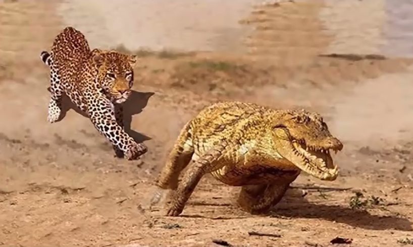 Jaguar VS Crocodile & Amazing Animal Fights   Wild Animals Documentary 2018