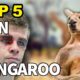 Kangaroo Fights Man | Kangaroo vs Human | Kangaroo Fight | Kangaru 😃